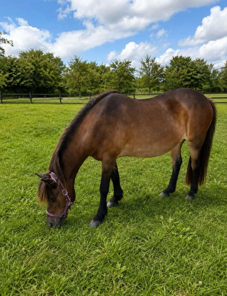 Kind und Pony