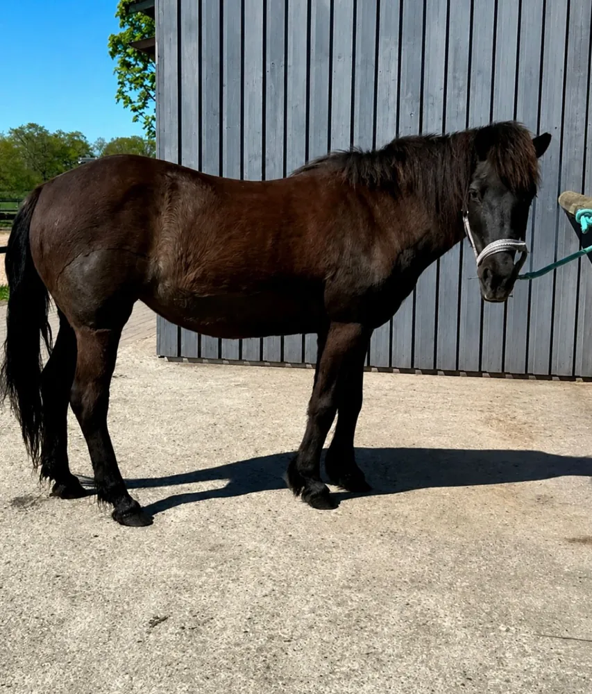 Pony vor dem Stall
