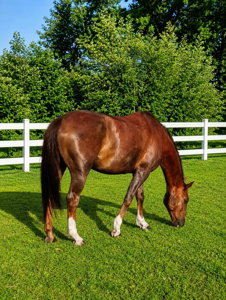 Reiten in der Natur