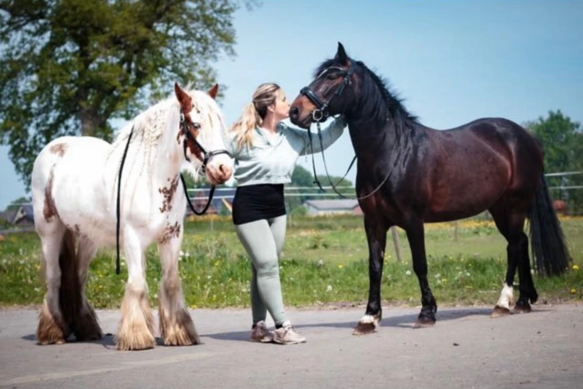 Mensch und Pferd auf Augenhöhe