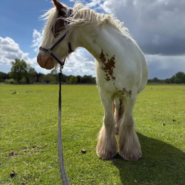 Eindruck vom Instagram-Kanal des Pony Club Lila
