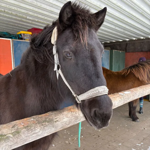 Instagram-Eindruck vom Pony Club Lila