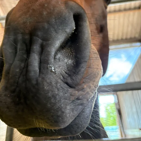 Instagram-Eindruck vom Pony Club Lila