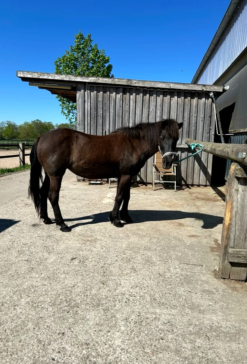 Pony Aeringa