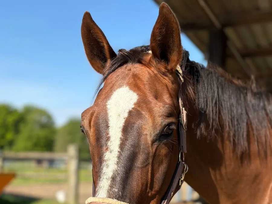 Kind reitet sicher begleitet auf einem Pony