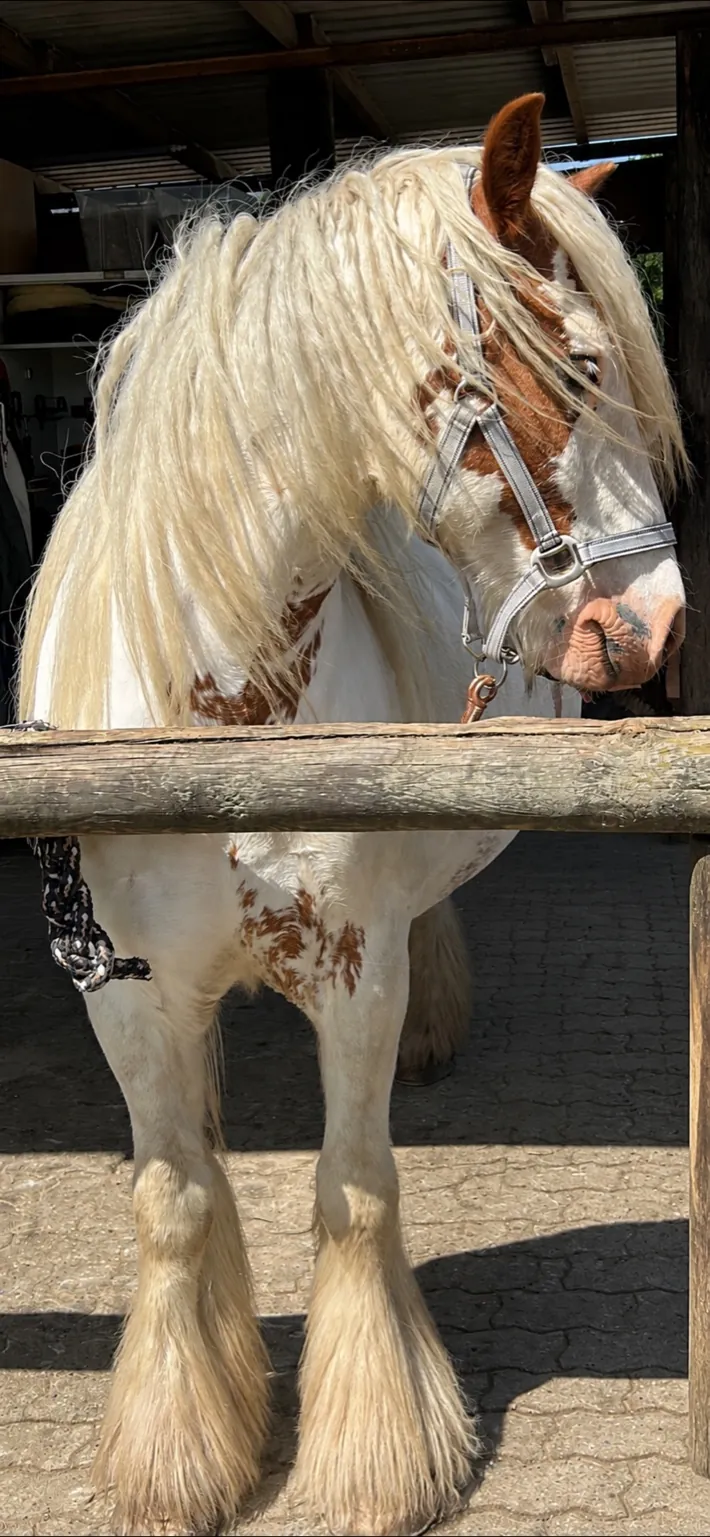 Pony Shamrock
