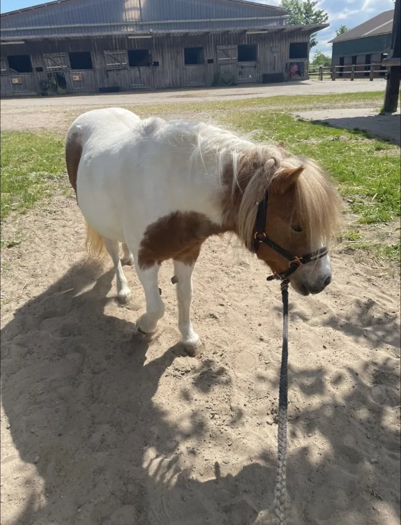 Pony Shantie