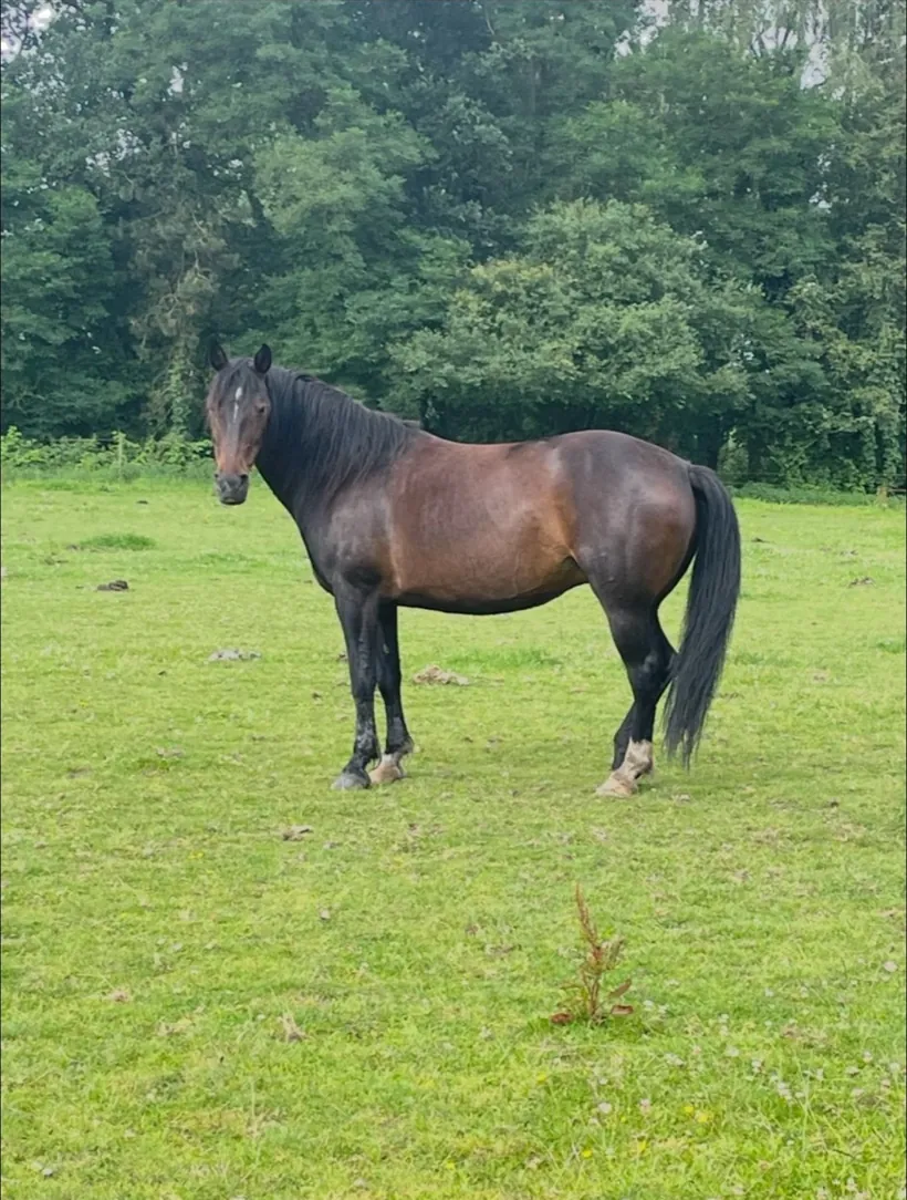 Pony Shazia
