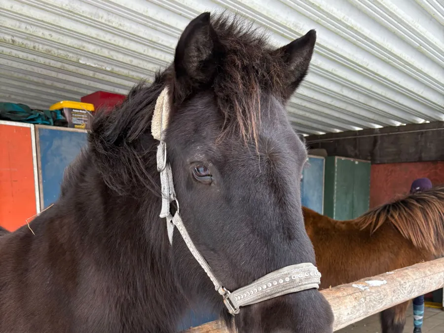 Fröhlicher Kindergeburtstag rund ums Pony