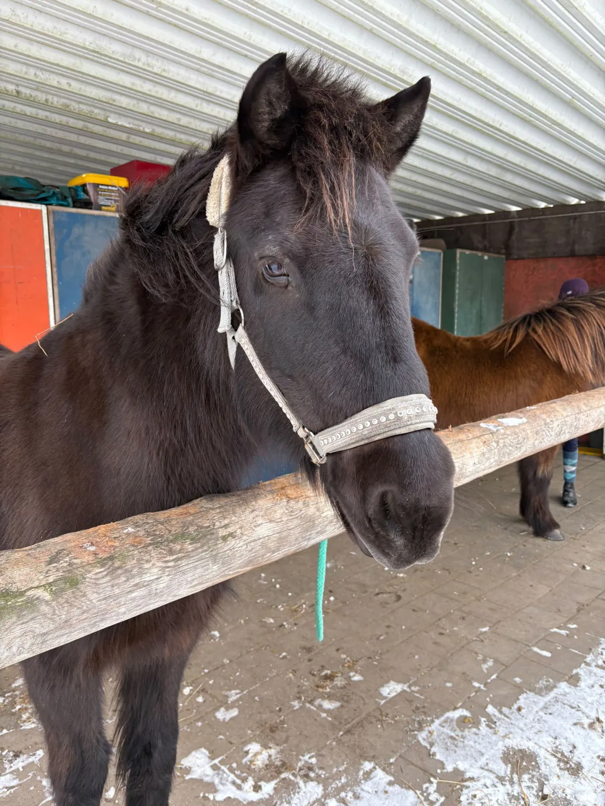 Ein Pony schaut neugierig in die Kamera
