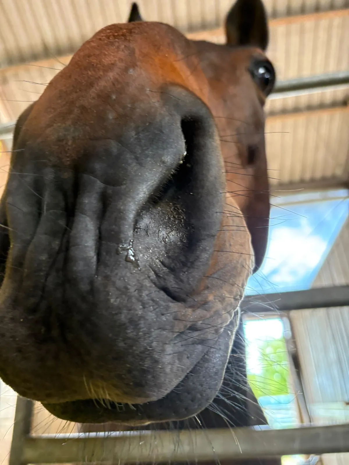 Ruhiger, naher Moment zwischen Kind und Pony
