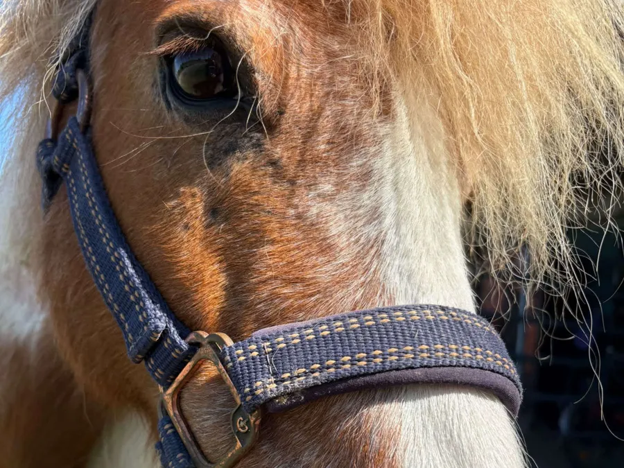Kleines Kind lernt ein Pony behutsam kennen
