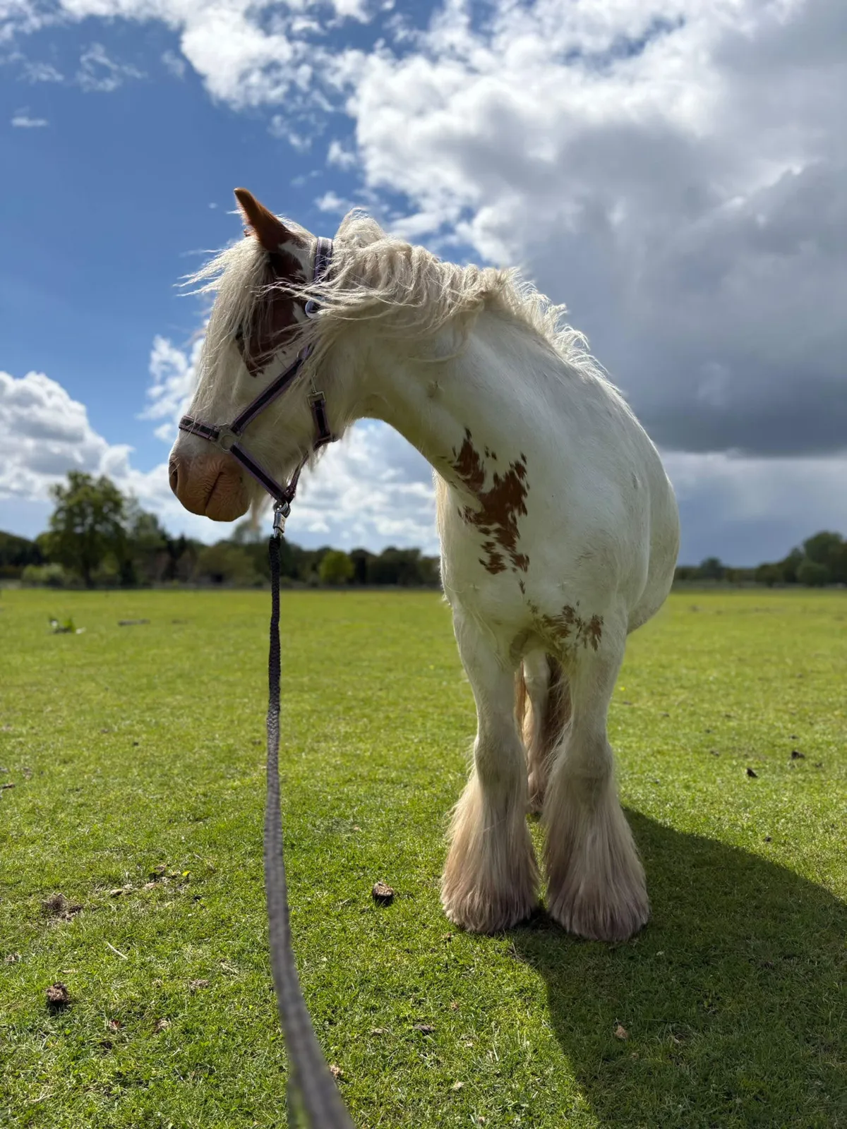 Pony auf der Weide im warmen Licht